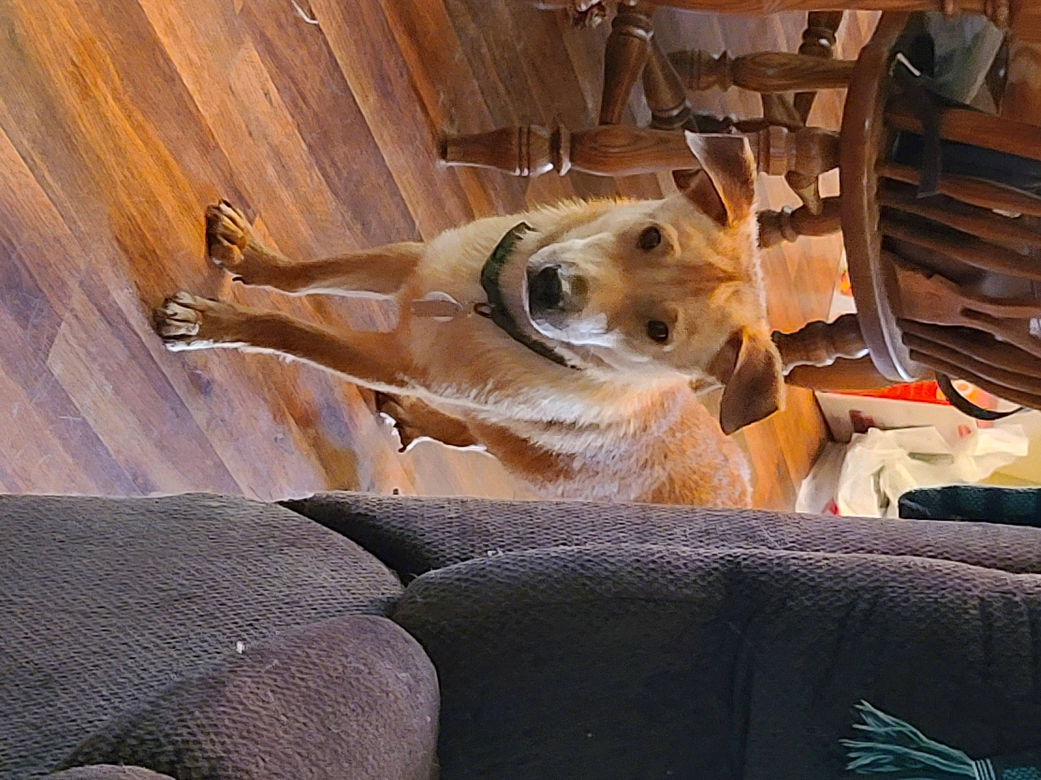 Loki is registered to the contest to win money with this photo: canidae, carnivore, chair, comfort, companion_dog, dog, dog_breed, fawn, flooring, fur, hardwood, nap, paw, retriever, room, small_to_medium_sized_cats, snout, whiskers, wood, working_animal