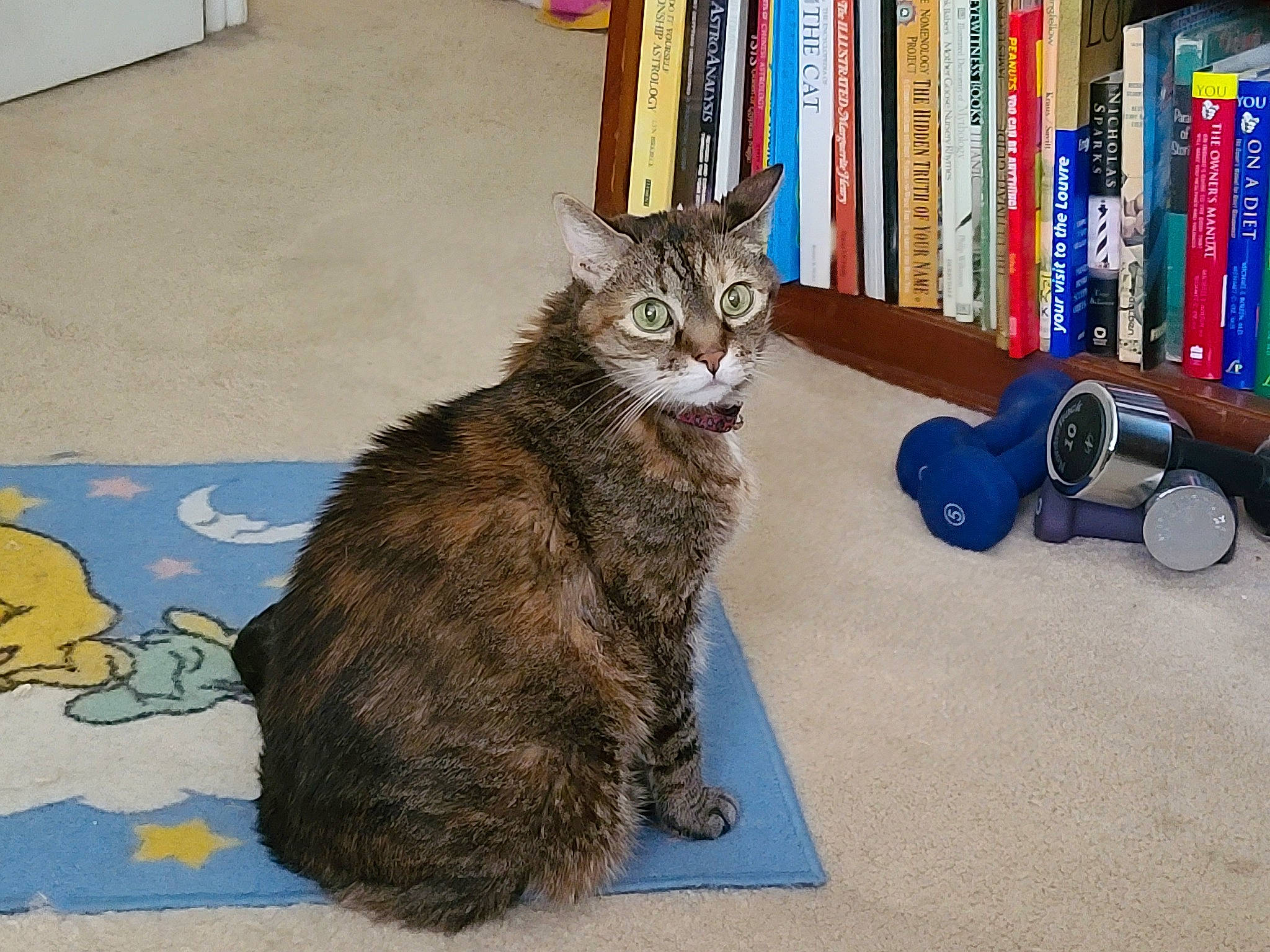 Lexie is registered to the contest to win money with this photo: book, bookcase, carnivore, cat, claw, domestic_short_haired_cat, felidae, flooring, fur, mammal, paw, publication, shelf, shelving, small_to_medium_sized_cats, snout, tail, terrestrial_animal, vertebrate, whiskers