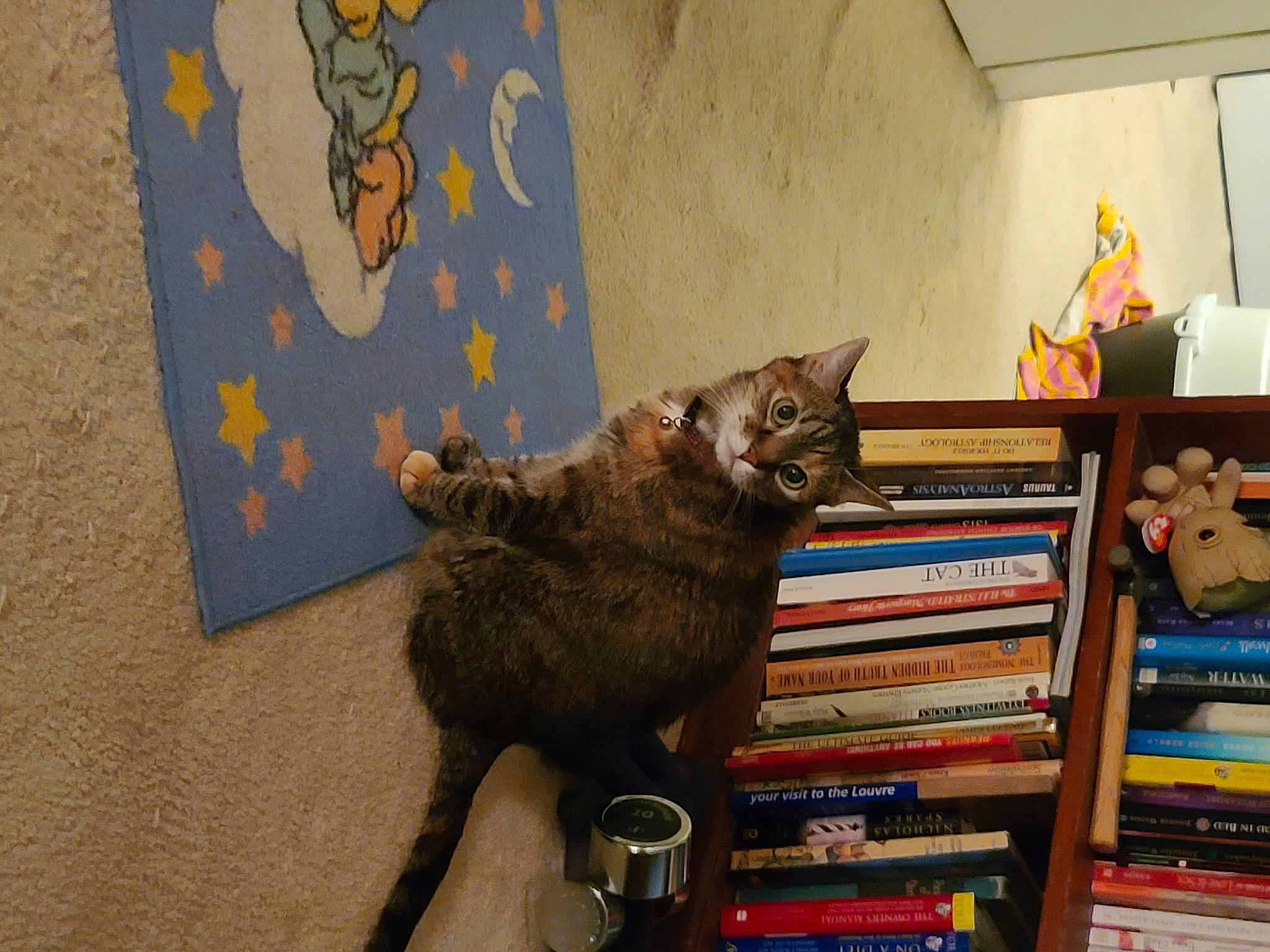 Lexie is registered to the contest to win money with this photo: art, book, bookcase, carnivore, cat, comfort, domestic_short_haired_cat, felidae, fur, grey, houseplant, living_room, publication, room, shelf, shelving, small_to_medium_sized_cats, tail, whiskers, wood