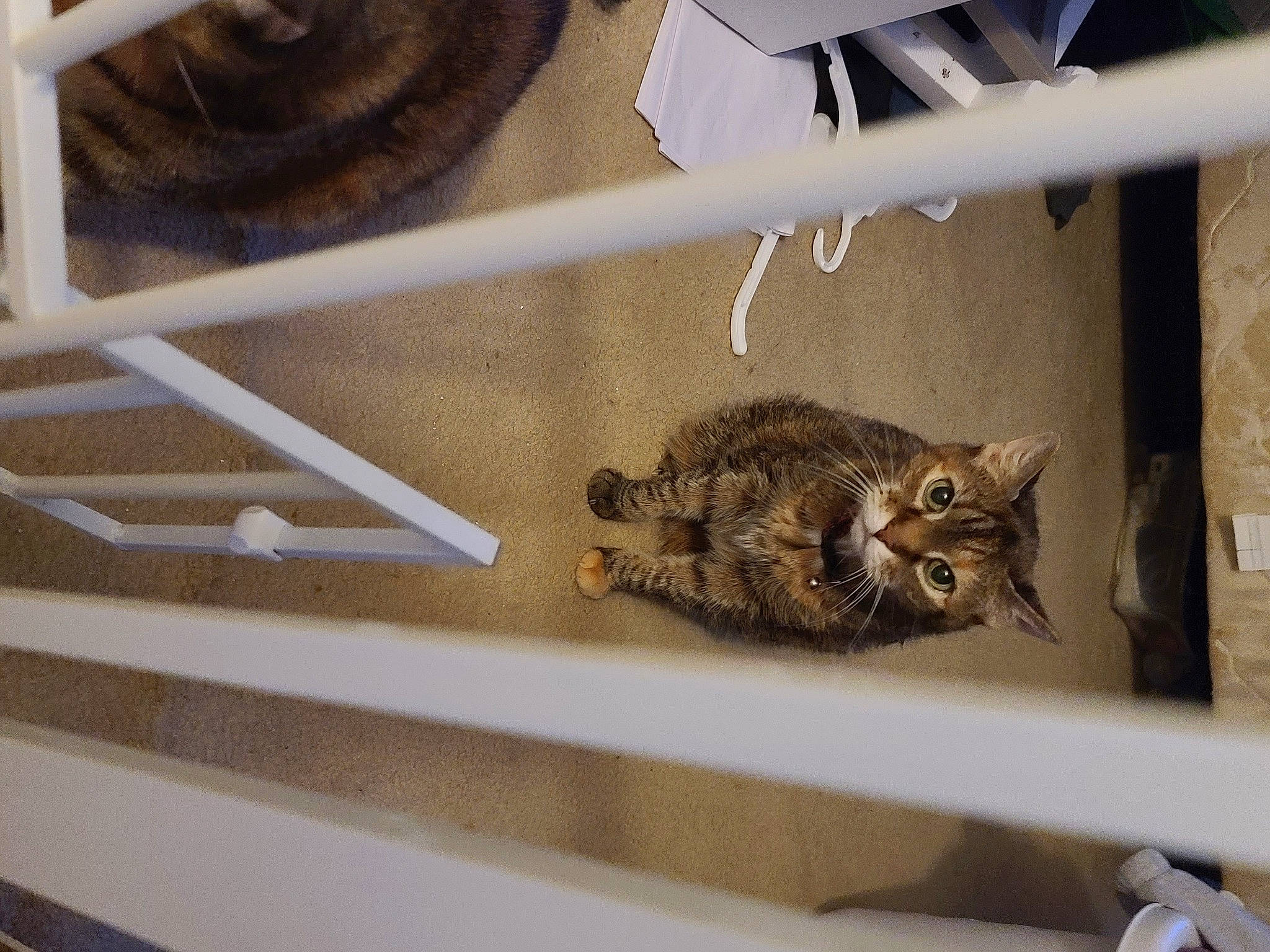 Lexie joined the competition — help win amazing prizes! animal_shelter, carnivore, cat, domestic_short_haired_cat, felidae, fur, metal, room, small_to_medium_sized_cats, tail, terrestrial_animal, whiskers, wildlife, window, wood