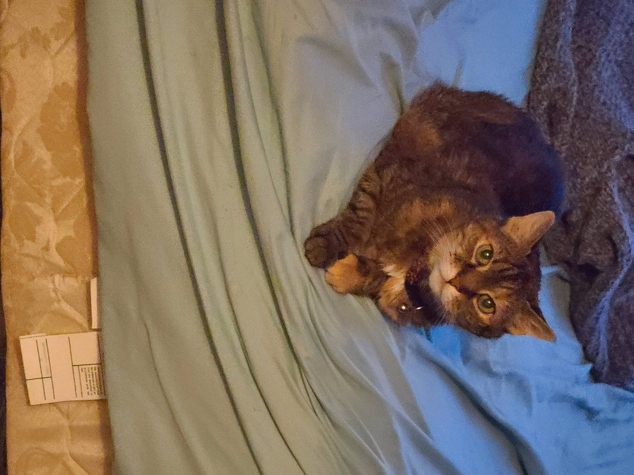 Lexie joined the competition — help win amazing prizes! brown, carnivore, cat, claw, comfort, domestic_short_haired_cat, eye, fawn, felidae, fur, linens, nap, paw, small_to_medium_sized_cats, snout, tail, terrestrial_animal, whiskers, wildlife, wood