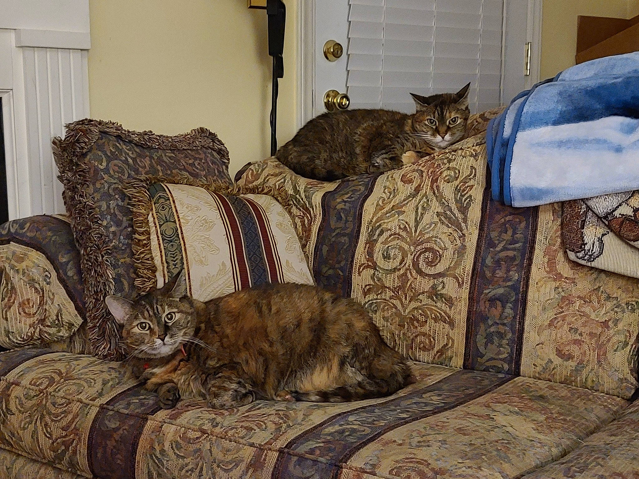 Trixie N Lexie is registered to the contest to win money with this photo: armrest, carnivore, cat, couch, domestic_short_haired_cat, door, felidae, fur, home, home_accessories, interior_design, living_room, mammal, small_to_medium_sized_cats, tail, vertebrate, whiskers, window_treatment