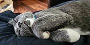 Bucky is registered to the contest to win money with this photo: cat, gray_cat, white_paws, sleeping, cozy, indoor, pet, fur, whiskers, relaxed, napping, closeup, curled_up, domestic_cat, collar, feline, resting, animal, home, soft
