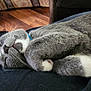 cat, gray_cat, white_paws, sleeping, cozy, indoor, pet, fur, whiskers, relaxed, napping, closeup, curled_up, domestic_cat, collar, feline, resting, animal, home, soft