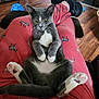 cat, gray_cat, white_paws, cat_paws, person_lap, red_pants, animal_print, zebra_pattern, giraffe_pattern, wooden_floor, indoor, pet, relaxed, playful, wide_eyes, feline, cozy, black_shoes, home_interior, casual