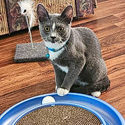Bucky is registered to the contest to win money with this photo: cat, gray_cat, white_paws, blue_collar, bell, toy, scratching_post, mouse_toy, wooden_floor, indoor, pet, curious, paw, playful, feline, whiskers, ears, sitting, closeup, household