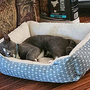 Bucky is registered to the contest to win money with this photo: animal, cat, cat_litter, collar, container, cozy, domestic_cat, furniture, gray_cat, home_interior, indoor, patterned_bed, pet_bed, quiet, relaxation, resting, sleeping, soft_texture, white_markings, wooden_floor