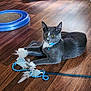 cat, gray_cat, white_paws, blue_collar, feather_toy, toy, wooden_floor, indoor, pet, animal, playful, curious, feline, close_up, domestic_cat, whiskers, ears, flooring, collar_bell, house_pet