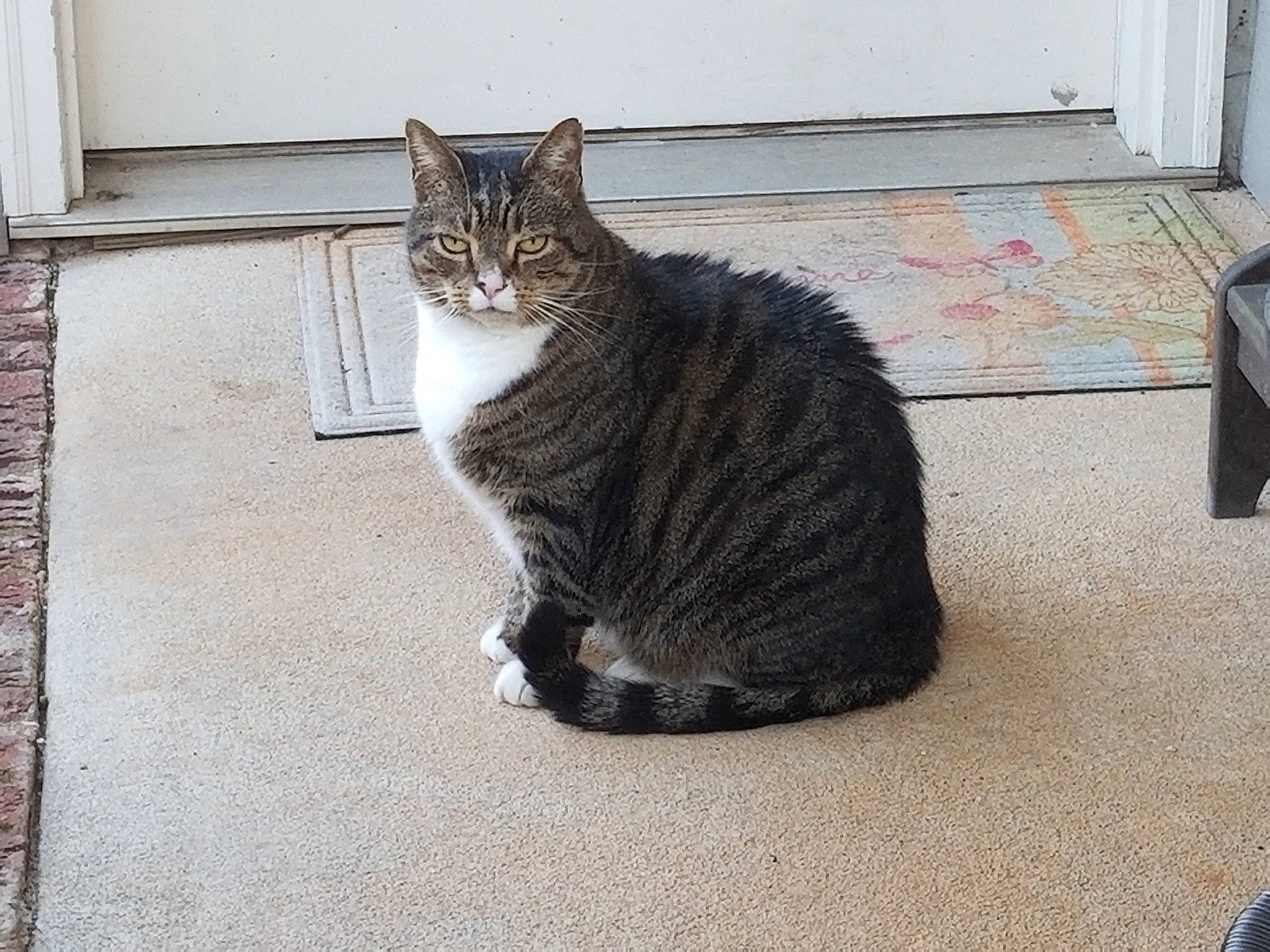 Jack is registered to the contest to win money with this photo: carnivore, carpet, cat, domestic_short_haired_cat, felidae, floor, flooring, fur, mat, small_to_medium_sized_cats, tail, tile, vertebrate, whiskers