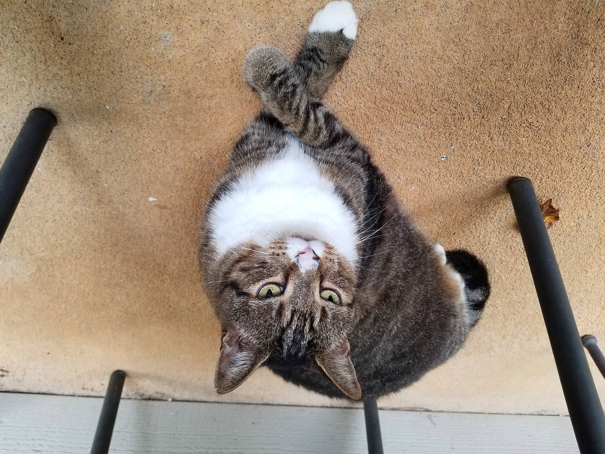 Jack joined the competition — help win amazing prizes! carnivore, cat, claw, domestic_short_haired_cat, felidae, fur, grey, nap, paw, shadow, small_to_medium_sized_cats, snout, tail, terrestrial_animal, whiskers