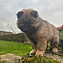 puppy, dog, fluffy, fur, rock, moss, greenery, grass, outdoor, nature, hedge, tree, sky, cloudy, cute, pet, animal, young, garden, small