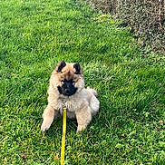 Seven participe au concours pour gagner de l'argent avec cette photo : puppy, dog, grass, leash, outdoor, greenery, hedge, pet, animal, fluffy, canine, young, nature, sitting, fur, cute, playful, domestic_animal, leash_clip, daylight