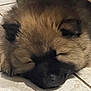 Seven a rejoint le concours — aidez-le/la à gagner de superbes lots ! puppy, dog, sleeping, closeup, fluffy, face, nose, ears, tile_floor, indoors, pet, cute, resting, fur, animal, mammal, adorable, cozy, calm, young