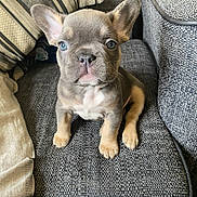 Fendi is registered to the contest to win money with this photo: puppy, french_bulldog, dog, pet, couch, indoor, ears, cute, animal, young, sitting, looking, furniture, cozy, home, gray, cushion, small, adorable, portrait