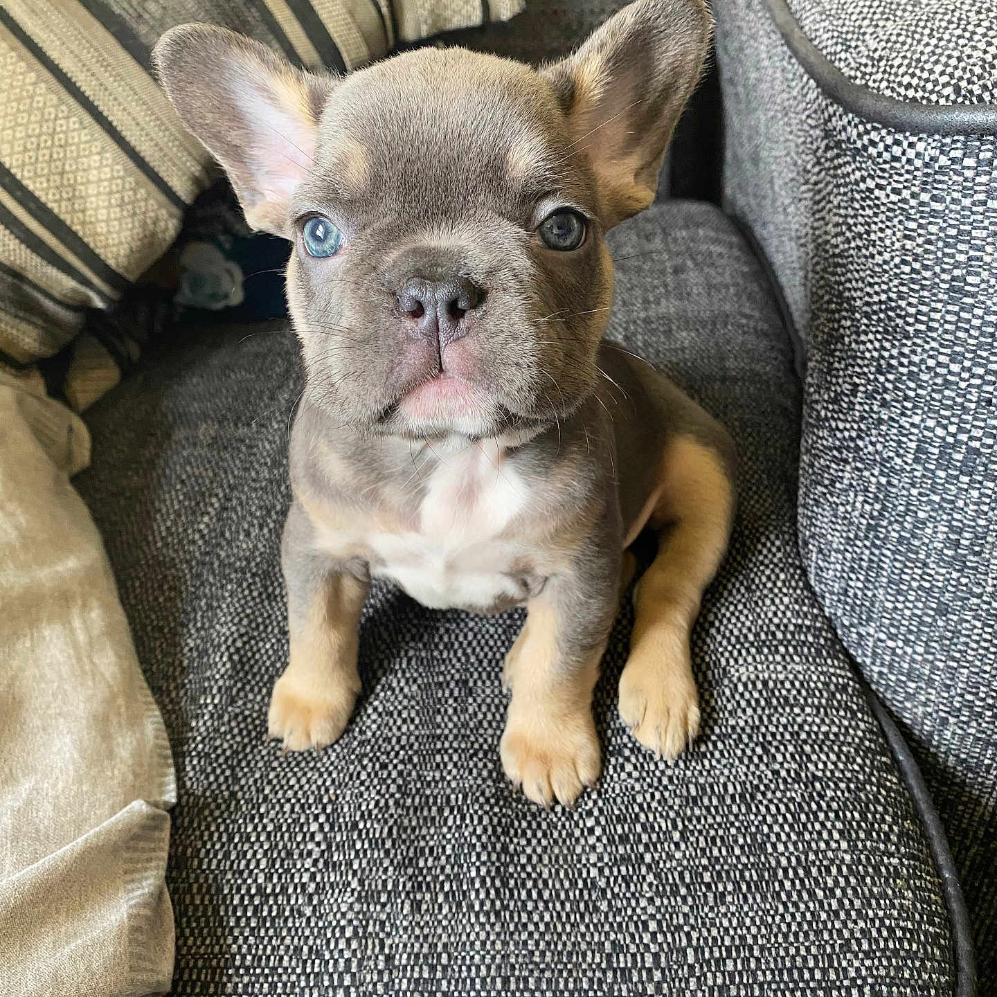 Fendi is registered to the contest to win money with this photo: adorable, animal, couch, cozy, cushion, cute, dog, ears, french_bulldog, furniture, gray, home, indoor, looking, pet, portrait, puppy, sitting, small, young