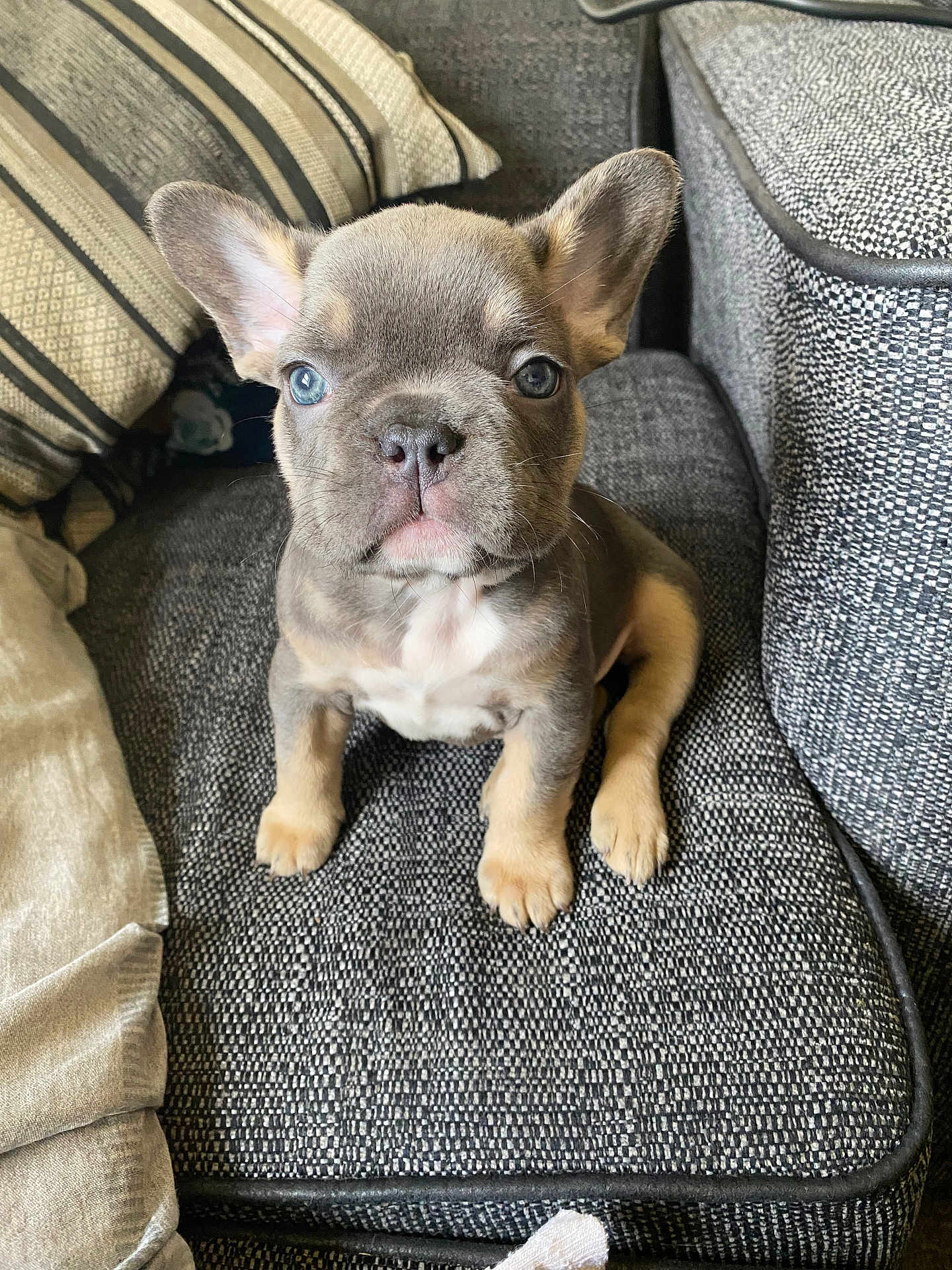 Fendi is registered to the contest to win money with this photo: puppy, french_bulldog, dog, pet, couch, indoor, ears, cute, animal, young, sitting, looking, furniture, cozy, home, gray, cushion, small, adorable, portrait
