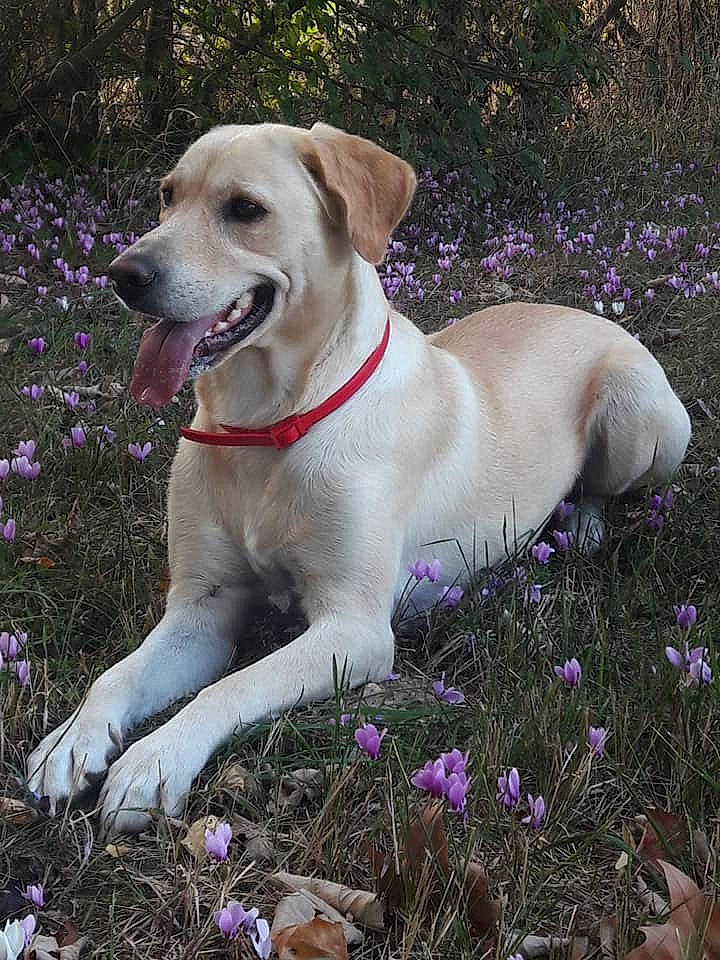 Pusia a rejoint le concours — aidez-le/la à gagner de superbes lots ! canidae, carnivore, companion_dog, dog, dog_breed, fawn, golden_retriever, grass, hunting_dog, labrador_retriever, mammal, plant, retriever, sporting_group, vertebrate