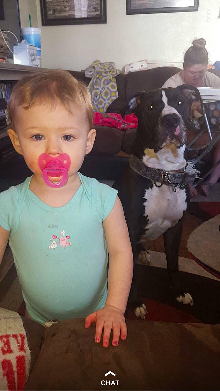 Aleigha joined the competition — help win amazing prizes! american_pit_bull_terrier, canidae, carnivore, cheek, child, companion_dog, dog, dog_breed, ear, eye, fawn, fun, head, leg, non_sporting_group, nose, person, pit_bull, skin, smile