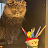 cat, feline, amber_eyes, fluffy, paintbrushes, pencils, shelf, dark_background, snowman_cup, art_supplies, cozy, indoor, pet, whiskers, orange_eyes, stationery, decorative, cute, animal, still_life