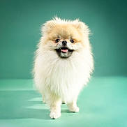 Muffin joined the competition — help win amazing prizes! dog, pomeranian, fluffy, cream_color, pet, standing, studio, teal_background, happy, tongue_out, small_dog, cute, animal, canine, furry, portrait, friendly, domestic_animal, smiling, indoor