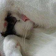 Niue participe au concours pour gagner de l'argent avec cette photo : cat, feline, paw, fur, sleeping, cozy, white_fur, black_fur, whiskers, pet, animal, cute, relaxation, close_up, domestic_animal, resting, indoor, soft, mammal, snuggle