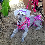 Kelly is registered to the contest to win money with this photo: dog, poodle, sand, beach, pink_clothing, hat, pet, animal, leash, sitting, outdoor, summer, footwear, legs, chair, green_chair, canine, cute, fashion, relaxed