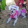 dog, poodle, sand, beach, pink_clothing, hat, pet, animal, leash, sitting, outdoor, summer, footwear, legs, chair, green_chair, canine, cute, fashion, relaxed