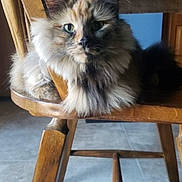Toni is registered to the contest to win money with this photo: cat, fluffy, wooden_chair, indoor, pet, feline, fur, green_eyes, animal, resting, home, floor, curious, close_up, sitting, looking, natural_light, cozy, brown, comfortable