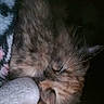 Toni is registered to the contest to win money with this photo: cat, sleeping, blanket, cozy, furry, pet, animal, resting, closeup, indoor, cute, fur, relaxing, domestic, mammal, whiskers, paws, soft, warm, comfort