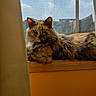 Toni is registered to the contest to win money with this photo: cat, fluffy, windowsill, window, curtain, yellow_wall, sunlight, sky, clouds, indoor, pet, relaxed, resting, feline, animal, domestic, daylight, screen, wood, cozy