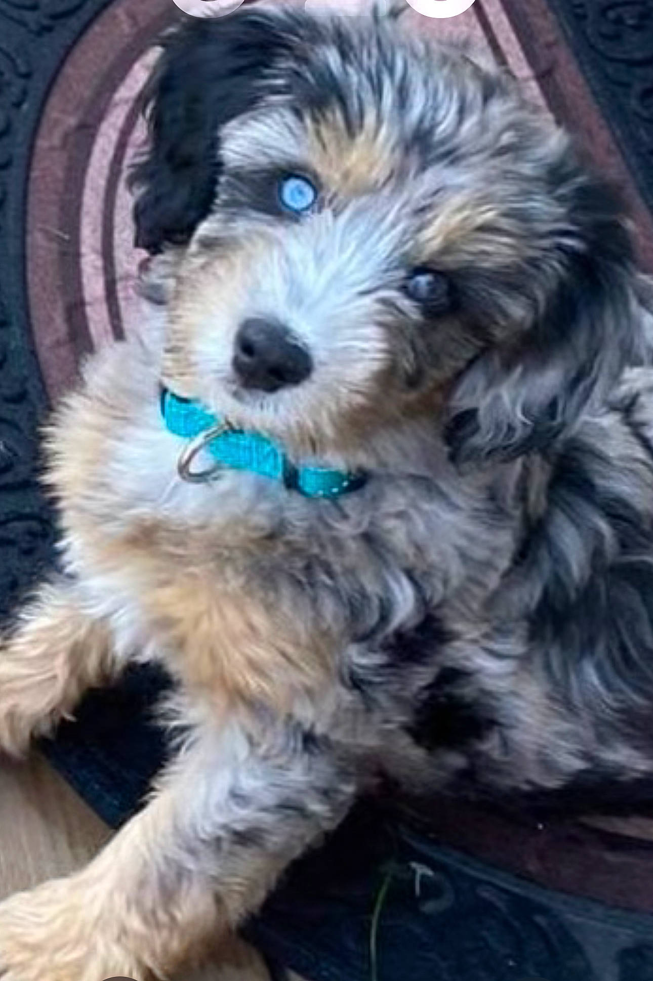 Arlo is registered to the contest to win money with this photo: canidae, carnivore, companion_dog, dog, dog_breed, fur, maltepoo, non_sporting_group, pattern, shih_poo, small_terrier, snout, sporting_group, terrier, toy_dog, water_dog, working_animal, yorkipoo