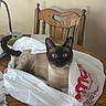 cat, siamese_cat, plastic_bag, table, wooden_table, wooden_chair, lamp, indoor, pet, blue_eyes, fur, curious, sitting, domestic_animal, whiskers, playful, household, furniture, relaxed, close_up