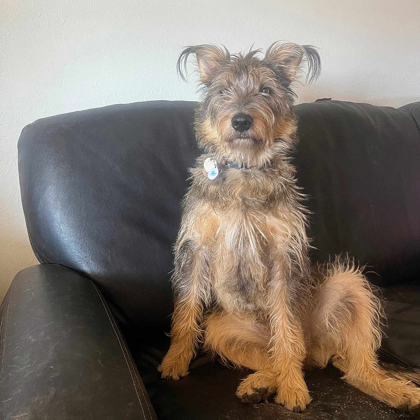 Nugget is registered to the contest to win money with this photo: animal, attentive, canine, collar, cute, dog, ears, fur, furniture, home, indoor, leather_couch, mammal, neutral_wall, pet, portrait, relaxed, scruffy, sitting, tag