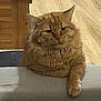 cat, ginger_cat, fluffy, pet, animal, indoor, wooden_floor, furniture, paw, relaxed, cute, domestic_cat, resting, tabby, orange_fur, whiskers, ears, face, table_edge, cozy