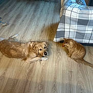 Chico participe au concours pour gagner de l'argent avec cette photo : dog, cat, wooden_floor, plaid_blanket, couch, pet_toys, golden_retriever, ginger_cat, indoor, living_room, furniture, animal, pet, flooring, relaxing, companion, household, cozy, domestic, quiet