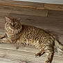 Chico a rejoint le concours — aidez-le/la à gagner de superbes lots ! cat, orange_cat, fluffy, pet, animal, indoor, wooden_floor, relaxed, lying_down, feline, domestic_cat, fur, whiskers, tail, ears, eyes, home, resting, cute, calm