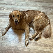 Puma a rejoint le concours — aidez-le/la à gagner de superbes lots ! dog, golden_retriever, lying_down, wooden_floor, pet, canine, fur, happy, indoor, animal, friendly, looking_up, mammal, domestic, companion, wet_fur, relaxed, brown, flooring, laying