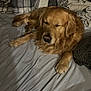Puma participe au concours pour gagner de l'argent avec cette photo : dog, golden_retriever, sleeping, bed, blanket, pillow, indoor, animal, pet, fur, cozy, resting, canine, mammal, comfort, domestic, cute, relaxation, warm, laying_down
