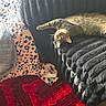 cat, tabby_cat, couch, blanket, red_rug, indoor, pet, feline, stretching, cozy, plush, patterned_blanket, relaxed, fur, domestic_animal, home, carpet, curious, resting, living_room