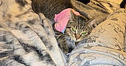 Elara is registered to the contest to win money with this photo: cat, tabby_cat, pink_clothing, blanket, fuzzy_blanket, pajama_pants, mickey_mouse, green_eyes, pet, domestic_animal, resting, indoor, cozy, feline, cute, animal_clothing, person, legs, soft_texture, relaxing