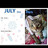 cat, tabby_cat, pet, animal, feline, looking_at_camera, blanket, bed, indoor, calendar, july, 2026, text, illustration, stars, fireworks, cute, portrait, close_up, named