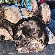 Boa is registered to the contest to win money with this photo: dog, french_bulldog, sleeping, close_up, black_and_white, pet, canine, resting, fur, blanket, indoor, animal, cute, ears, snout, companion, domestic_animal, relaxation, face, couch