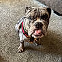 adorable, animal, brindle, bulldog, canine, carpet, cute, dog, domestic, ears, face, fur, harness, indoor, looking_up, pet, puppy, tongue, whiskers, young