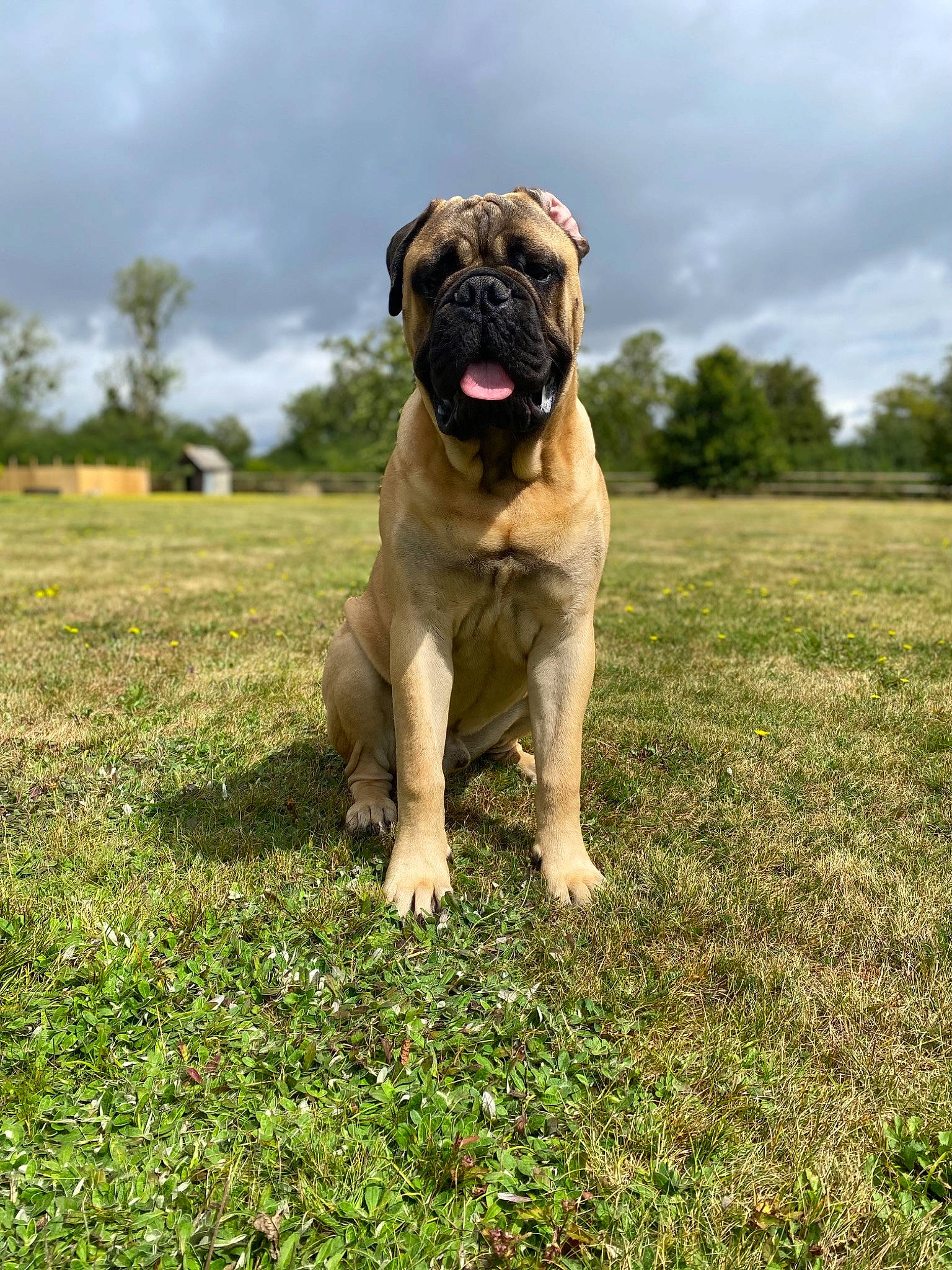 Tommy a rejoint le concours — aidez-le/la à gagner de superbes lots ! canidae, carnivore, cloud, collar, companion_dog, dog, dog_breed, dog_collar, fawn, grass, molosser, plant, pug, sky, snout, sporting_group, tree, working_animal, working_dog, wrinkle
