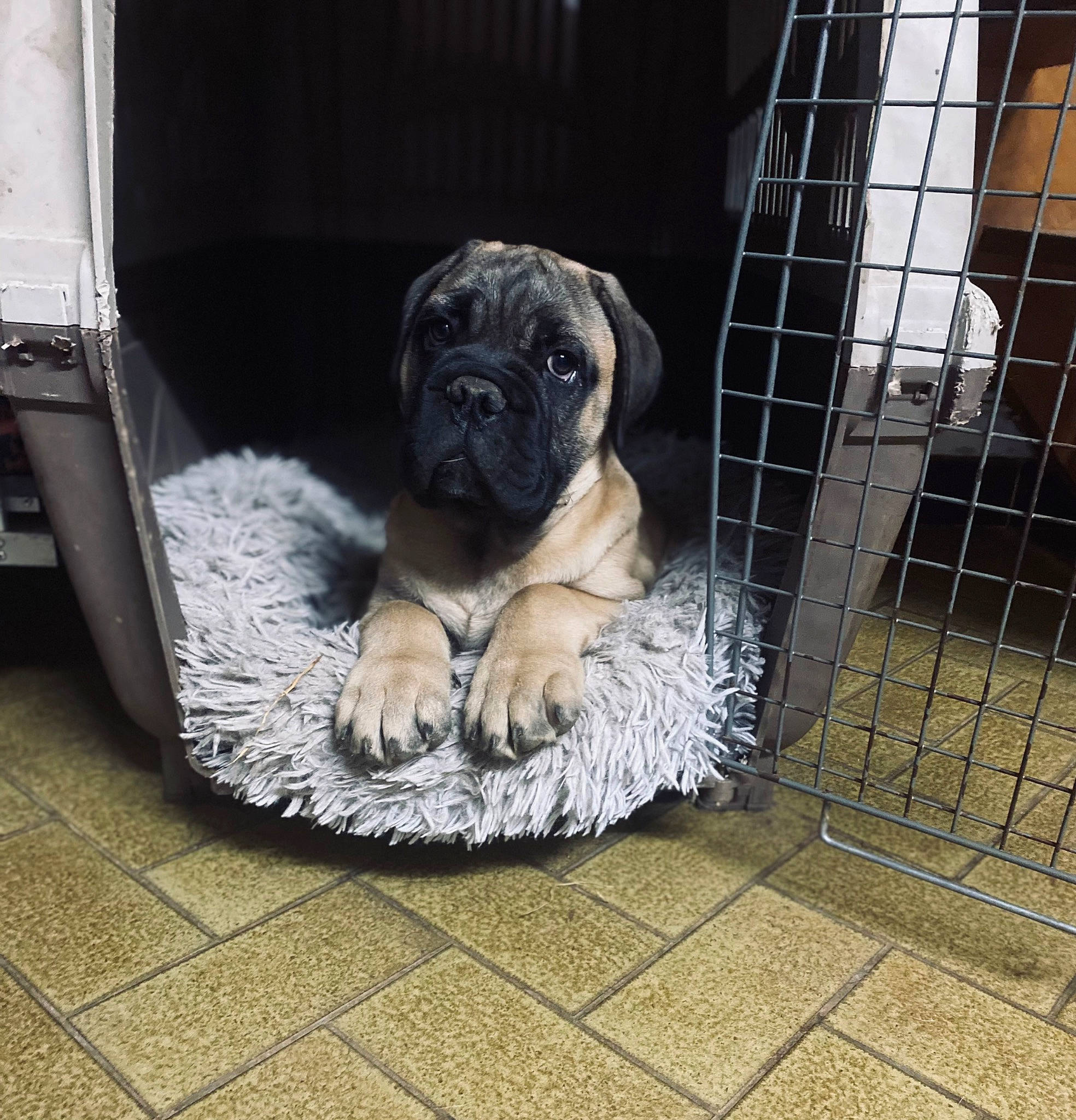 Tommy participe au concours pour gagner de l'argent avec cette photo : ancient_dog_breeds, animal_shelter, automotive_tire, carnivore, companion_dog, dog, dog_breed, dog_supply, fawn, fence, gas, mesh, pet_supply, pug, snout, sporting_group, terrestrial_animal, toy_dog, working_animal, wrinkle