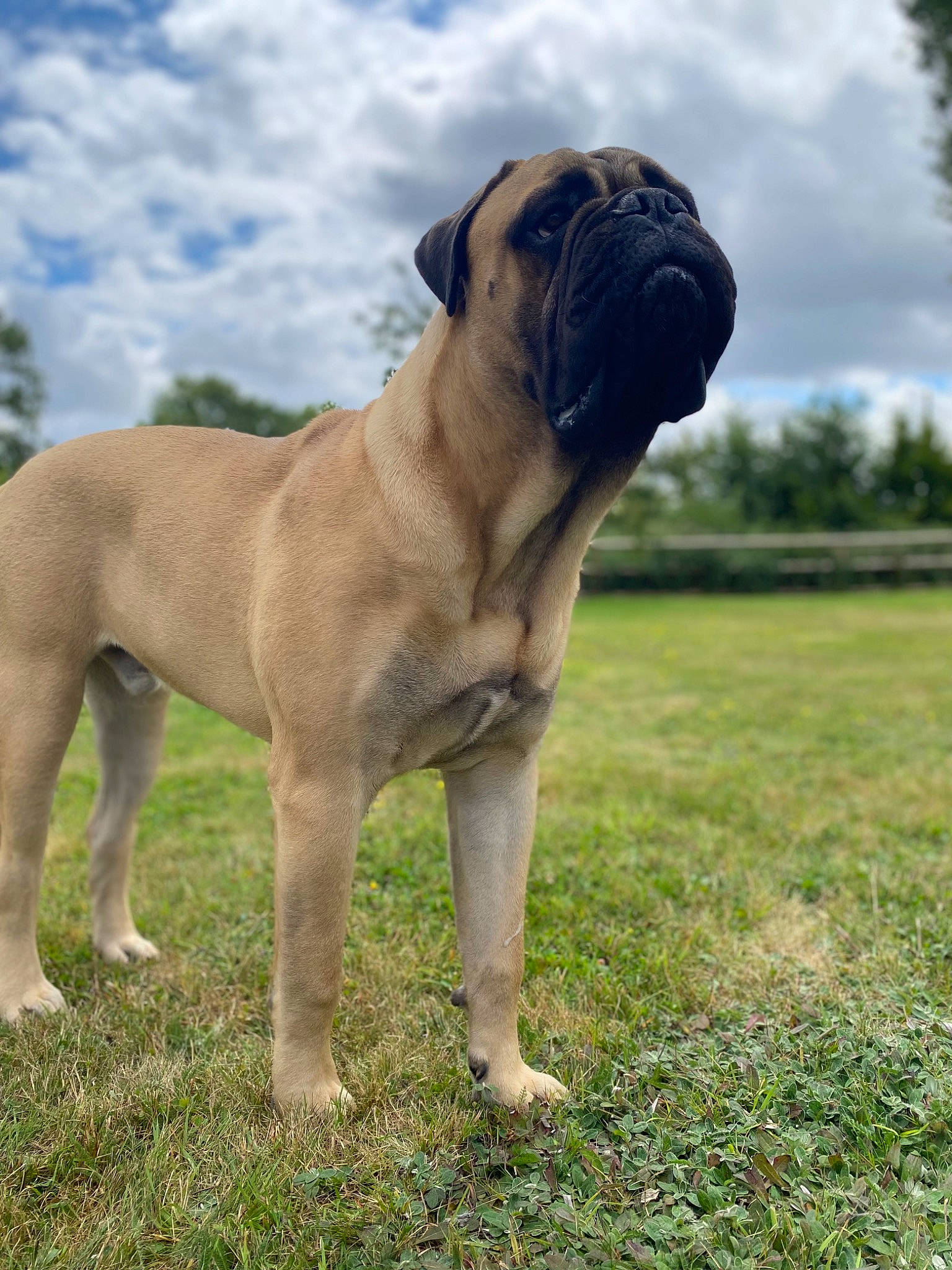 Tommy a rejoint le concours — aidez-le/la à gagner de superbes lots ! bulldog, canidae, carnivore, cloud, companion_dog, dog, dog_breed, dog_collar, fawn, grass, molosser, plant, pug, sky, snout, sporting_group, terrestrial_animal, tree, working_dog, wrinkle