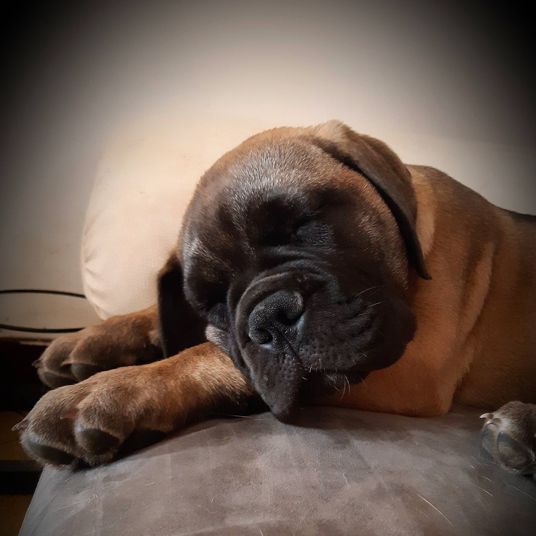 Rubis a rejoint le concours — aidez-le/la à gagner de superbes lots ! boerboel, bullmastiff, cane_corso, canidae, carnivore, companion_dog, dog, dog_breed, english_mastiff, fawn, fila_brasileiro, guard_dog, korean_mastiff, mammal, nap, ori_pei, skin, snout, vertebrate, wrinkle