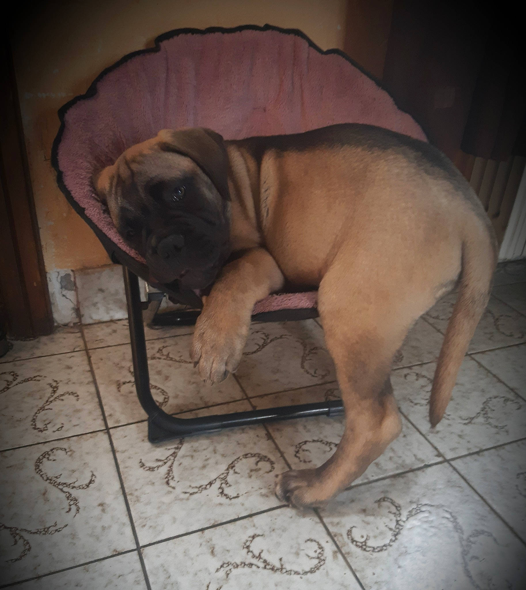 Rubis participe au concours pour gagner de l'argent avec cette photo : boerboel, bullmastiff, canidae, carnivore, dog, dog_breed, english_mastiff, fawn, guard_dog, korean_mastiff, mammal, ori_pei, snout, vertebrate