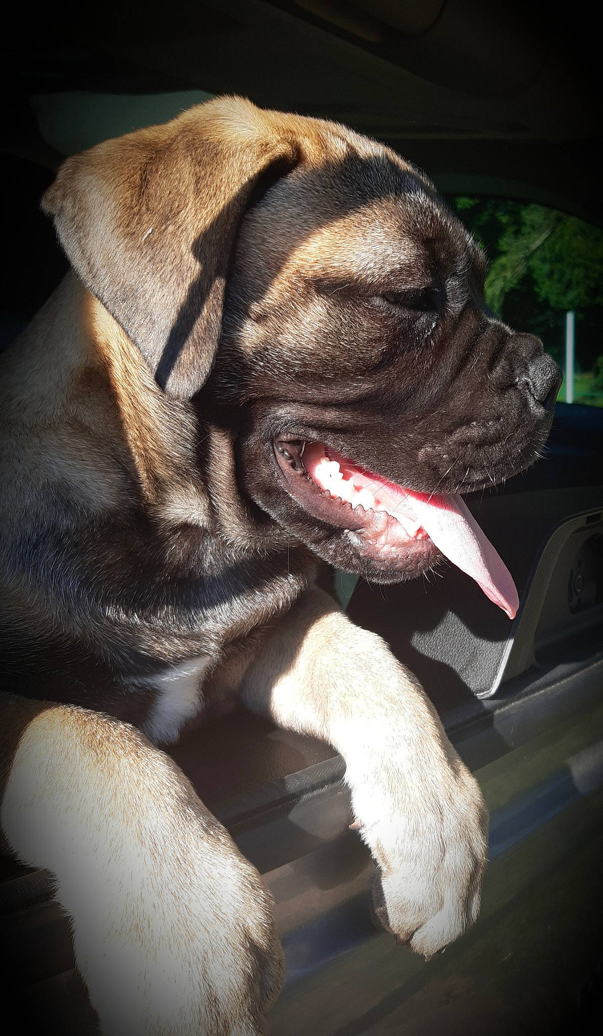 Rubis participe au concours pour gagner de l'argent avec cette photo : american_mastiff, bandog, boerboel, bullmastiff, canidae, carnivore, companion_dog, dog, dog_breed, dog_collar, english_mastiff, fawn, guard_dog, mammal, molosser, non_sporting_group, old_english_bulldog, snout, sporting_group, vertebrate