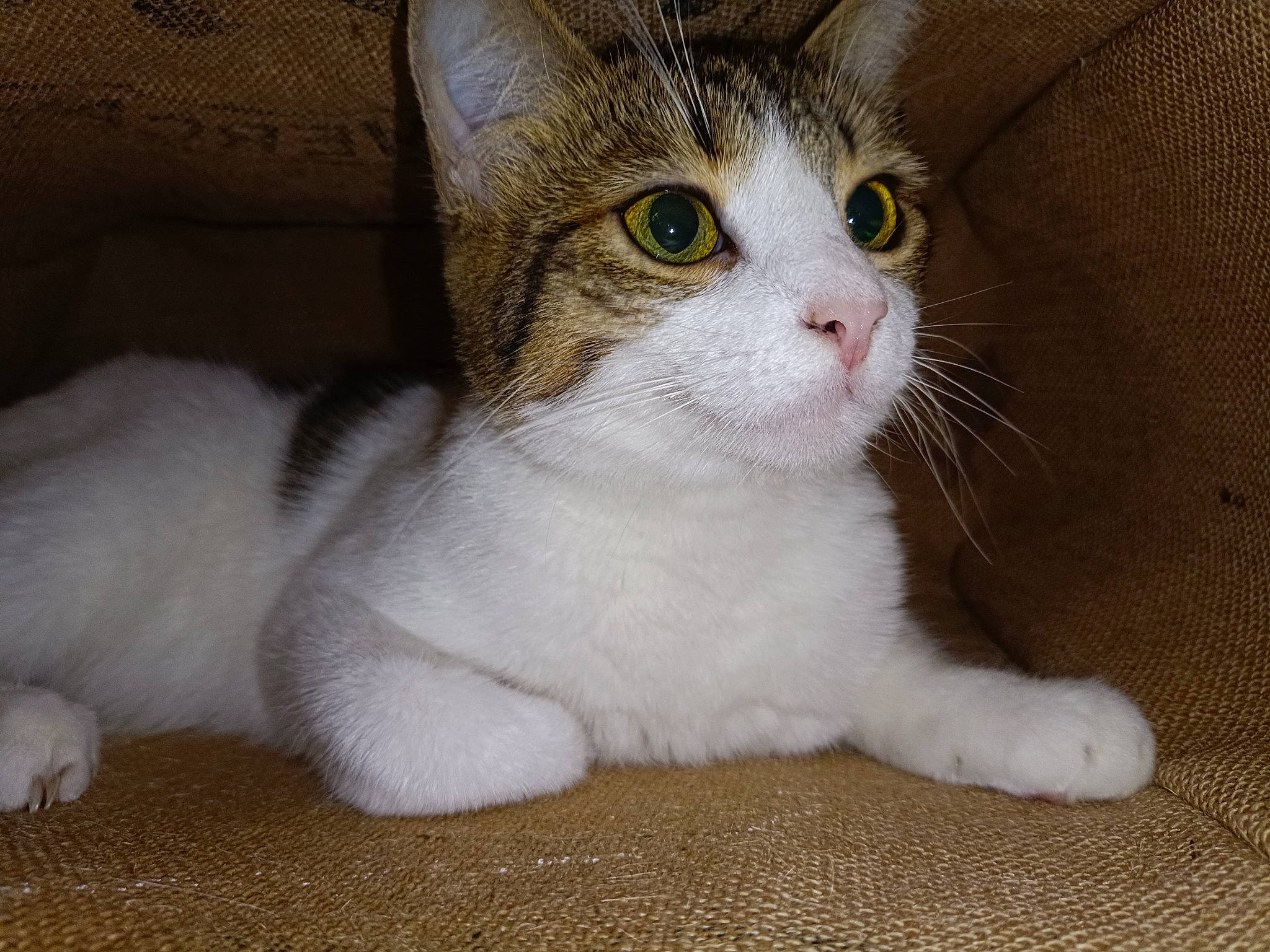 Sofia a rejoint le concours — aidez-le/la à gagner de superbes lots ! carnivore, cat, domestic_short_haired_cat, fawn, felidae, fur, paw, small_to_medium_sized_cats, snout, terrestrial_animal, whiskers